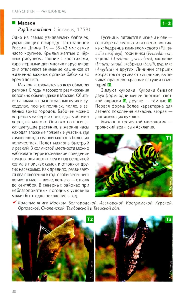 Daytime Butterflies of Central Russia. Photo Identifier