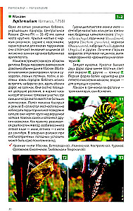 Daytime Butterflies of Central Russia. Photo Identifier