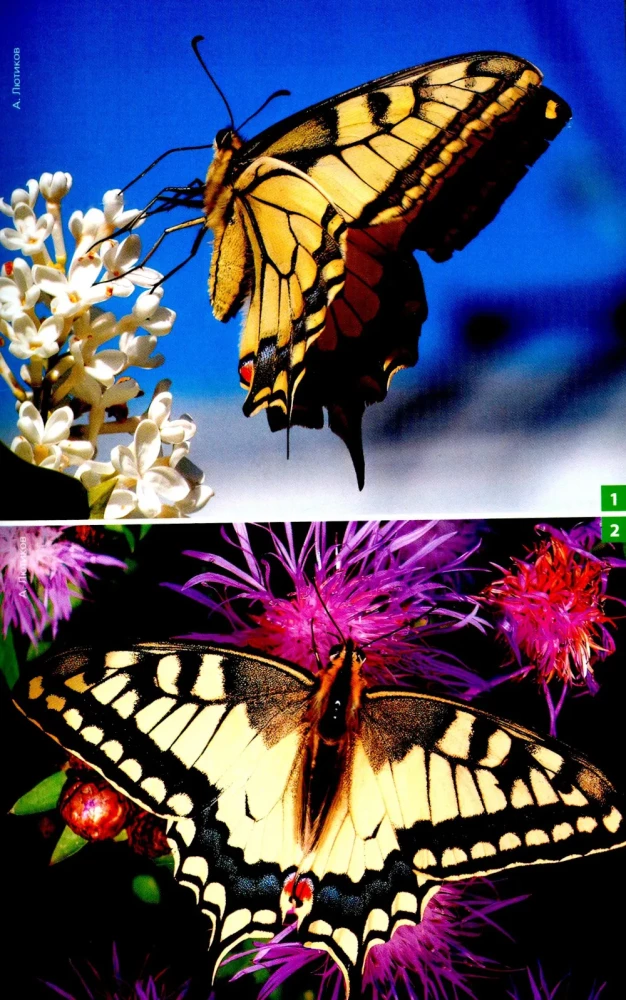 Daytime Butterflies of Central Russia. Photo Identifier