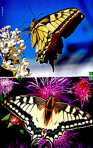 Daytime Butterflies of Central Russia. Photo Identifier