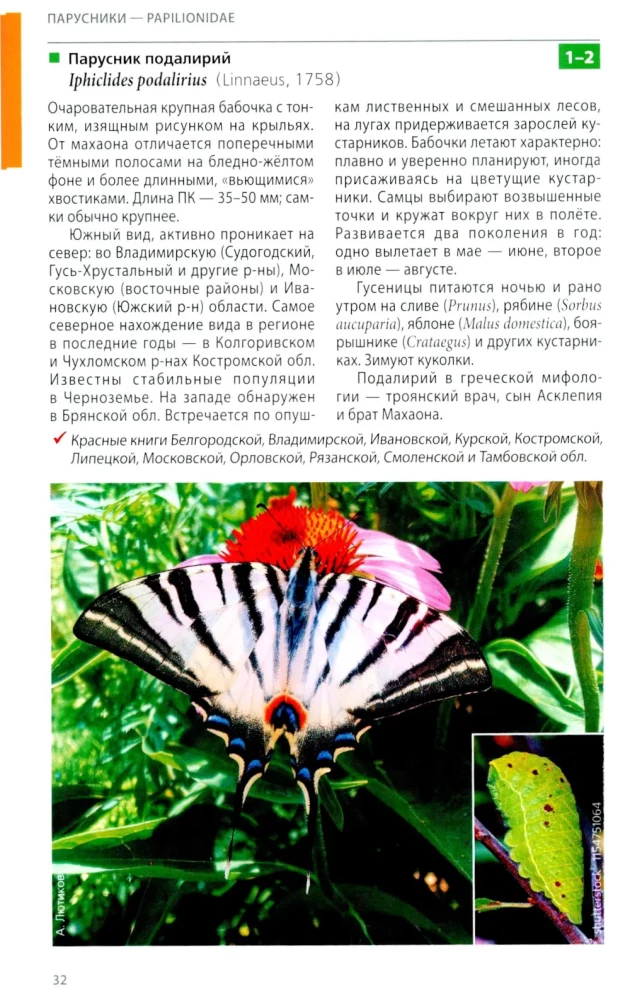 Daytime Butterflies of Central Russia. Photo Identifier
