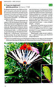 Daytime Butterflies of Central Russia. Photo Identifier