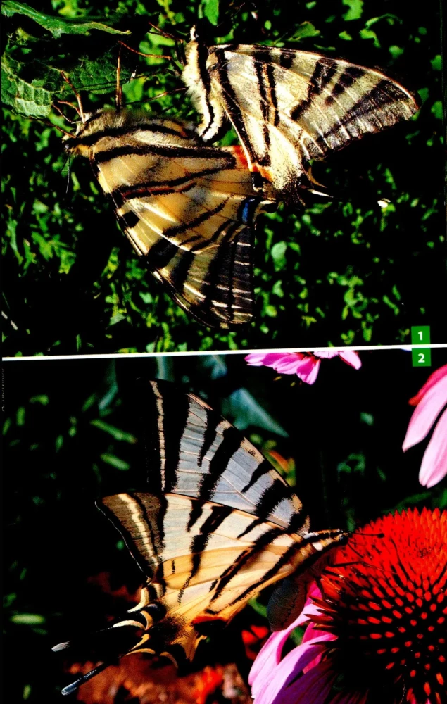 Daytime Butterflies of Central Russia. Photo Identifier