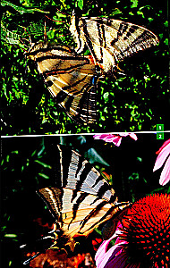 Daytime Butterflies of Central Russia. Photo Identifier