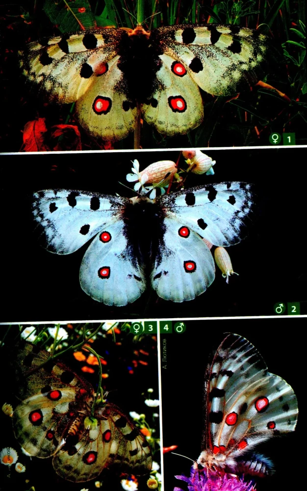 Daytime Butterflies of Central Russia. Photo Identifier