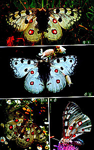 Daytime Butterflies of Central Russia. Photo Identifier