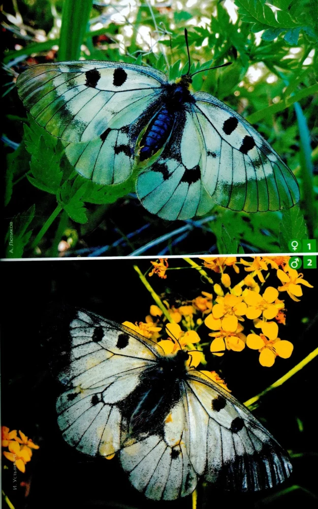 Daytime Butterflies of Central Russia. Photo Identifier