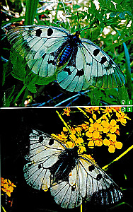 Daytime Butterflies of Central Russia. Photo Identifier