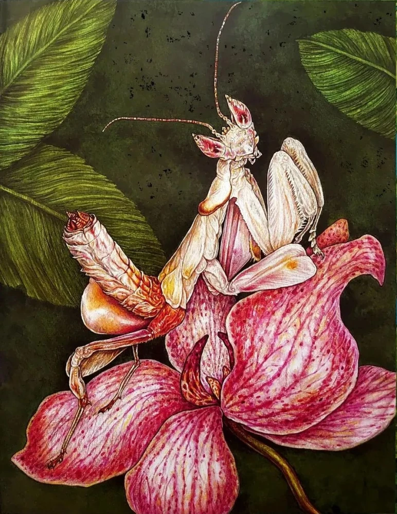 The Alphabet of Exotic Insects. For Adults and Children