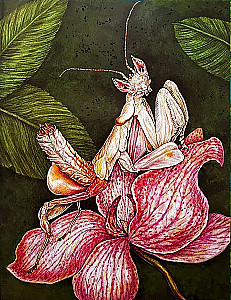 The Alphabet of Exotic Insects. For Adults and Children