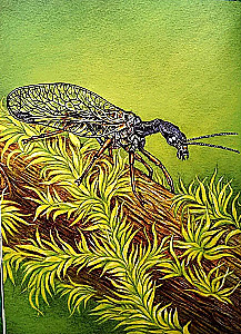 The Alphabet of Exotic Insects. For Adults and Children