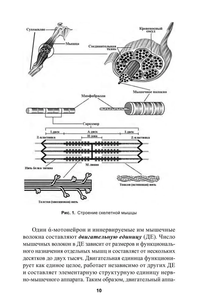 Spēka attīstība sportistiem