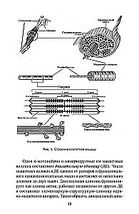 Spēka attīstība sportistiem