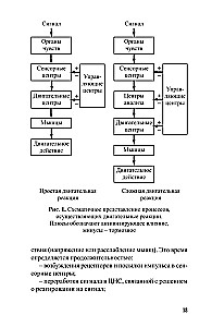 Sportistu ātruma attīstība