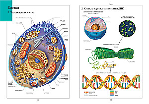 Atlas of Human Anatomy
