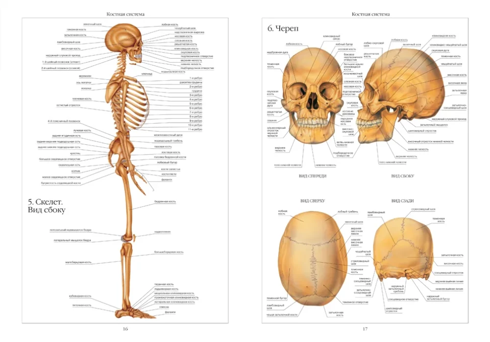Atlas of Human Anatomy