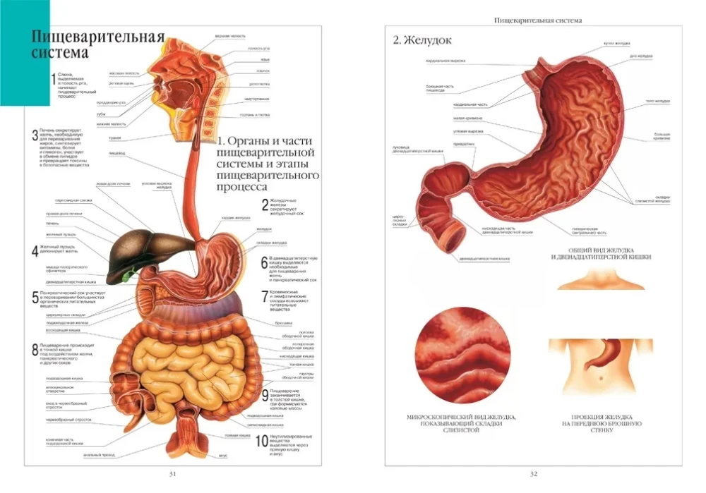 Atlas of Human Anatomy