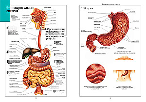 Atlas of Human Anatomy