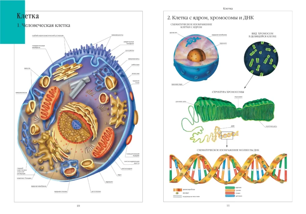 Atlas of Human Anatomy