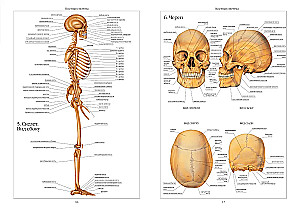 Atlas of Human Anatomy