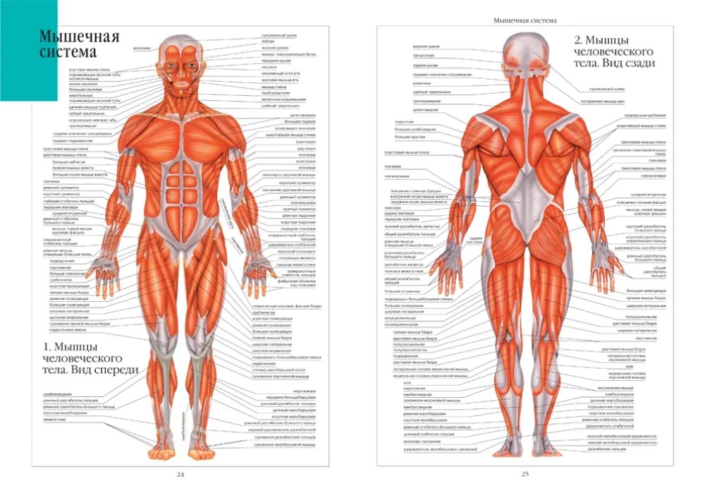 Atlas of Human Anatomy