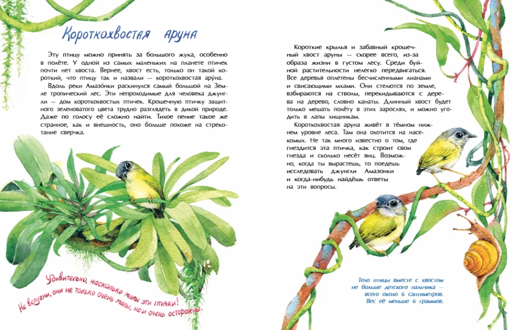 Vögelchen. Wer ist der kleinste auf der Welt?