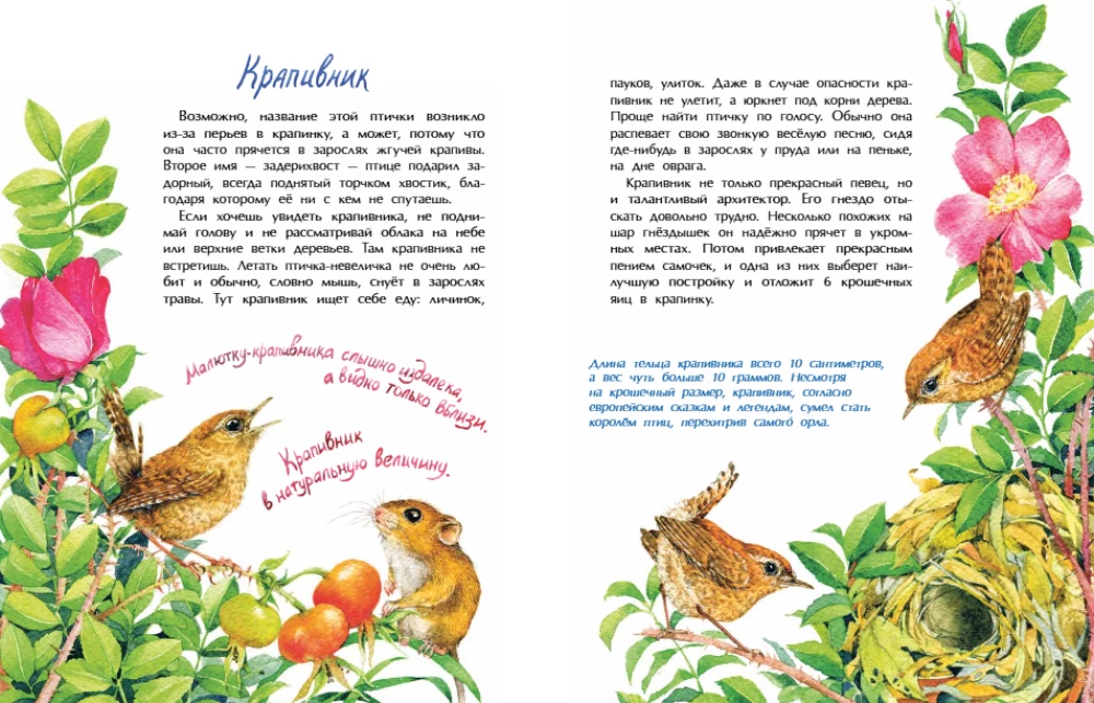 Vögelchen. Wer ist der kleinste auf der Welt?