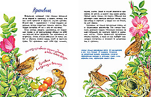 Vögelchen. Wer ist der kleinste auf der Welt?