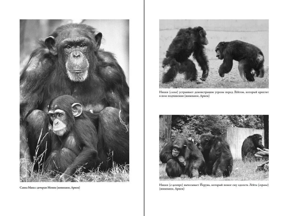 Наша внутренняя обезьяна: Двойственная природа человека