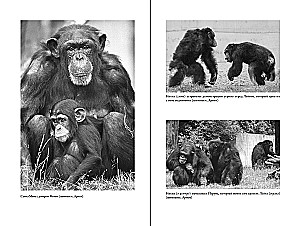 Наша внутренняя обезьяна: Двойственная природа человека