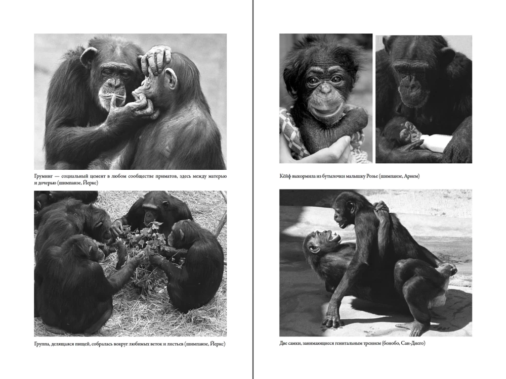 Наша внутренняя обезьяна: Двойственная природа человека