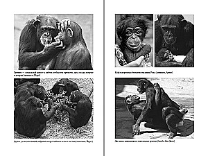 Наша внутренняя обезьяна: Двойственная природа человека