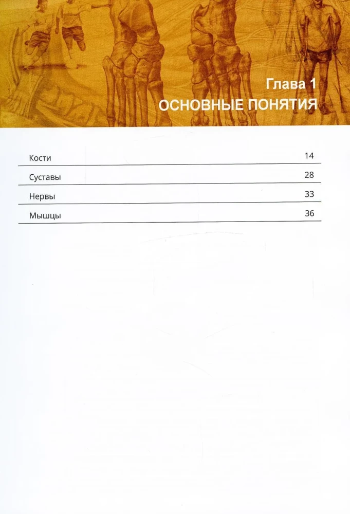 Netter's Orthopedic Anatomy