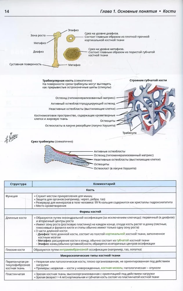 Netter's Orthopedic Anatomy