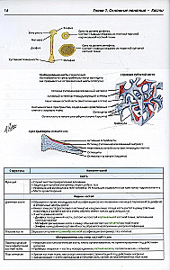Netter's Orthopedic Anatomy