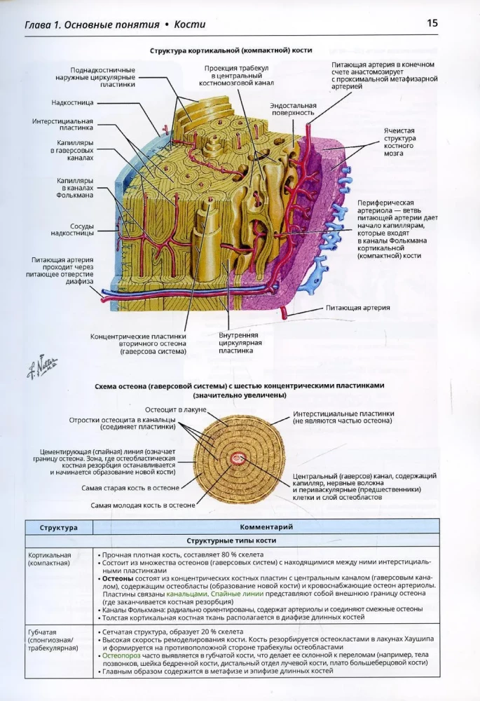 Netter's Orthopedic Anatomy