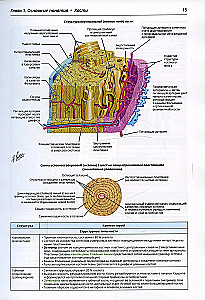 Netter's Orthopedic Anatomy