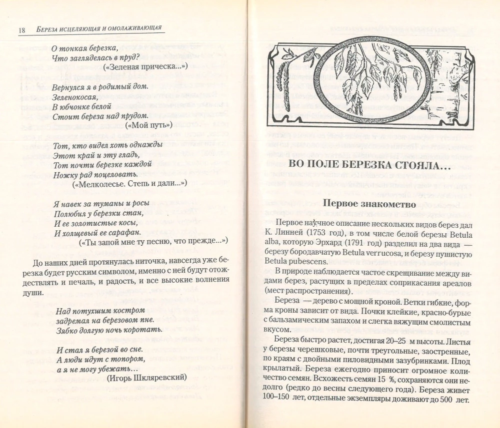 Brzoza uzdrawiająca i odmładzająca