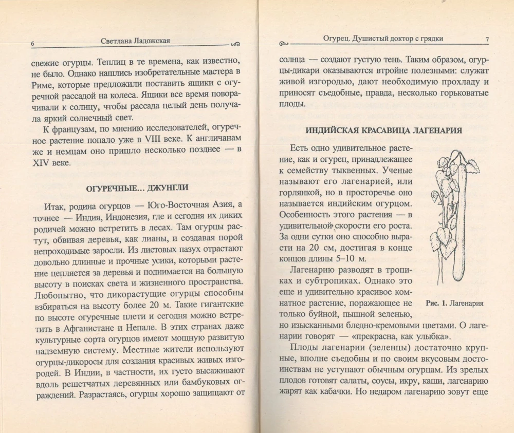 Ogórek. Aromatyczny doktor z grządki