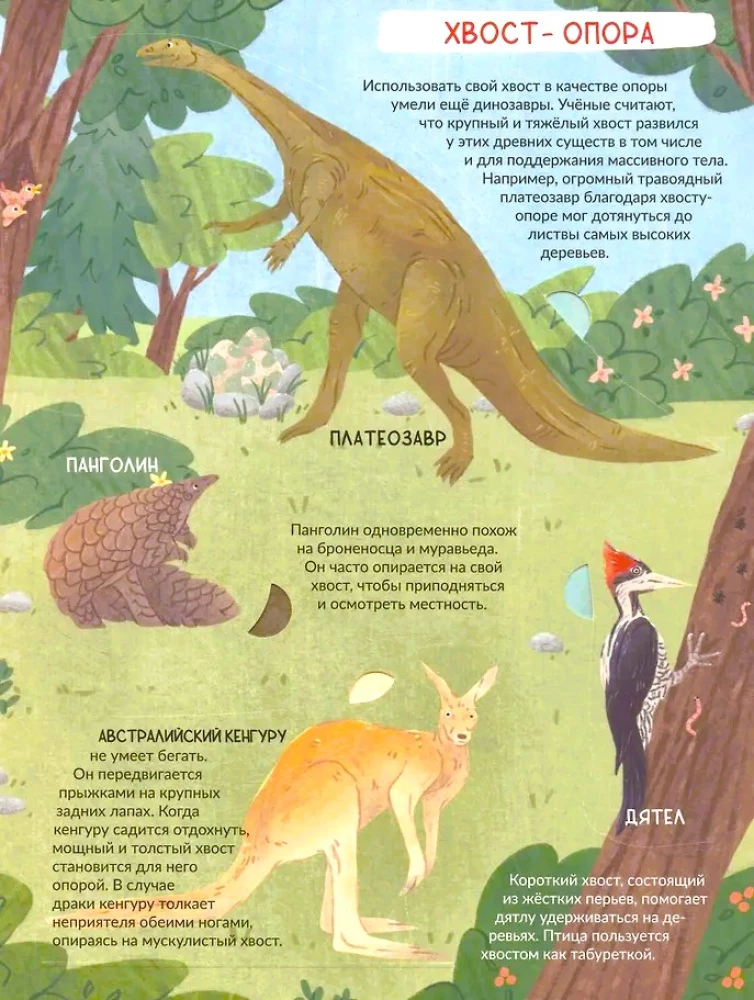 Encyclopedia with Windows. The Tail is Not Simple