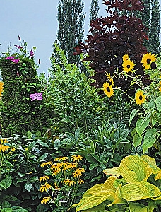 Blooming Perennial Garden. How to Create Flower Beds That Will Delight Year After Year