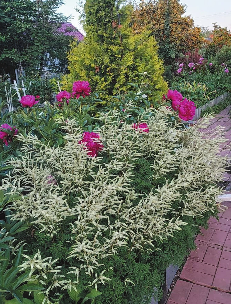 Blooming Perennial Garden. How to Create Flower Beds That Will Delight Year After Year