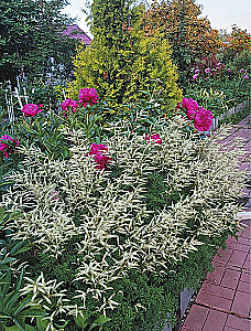 Blooming Perennial Garden. How to Create Flower Beds That Will Delight Year After Year