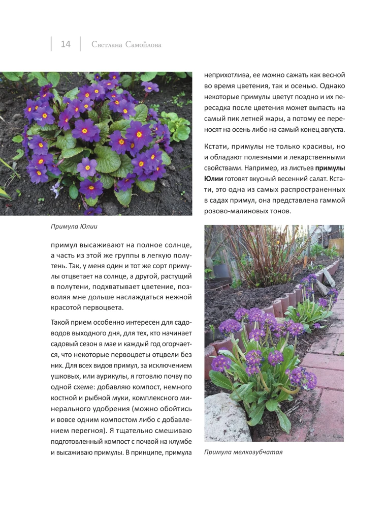 Blooming Perennial Garden. How to Create Flower Beds That Will Delight Year After Year