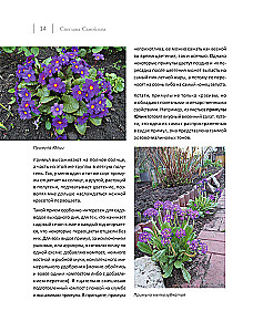 Blooming Perennial Garden. How to Create Flower Beds That Will Delight Year After Year