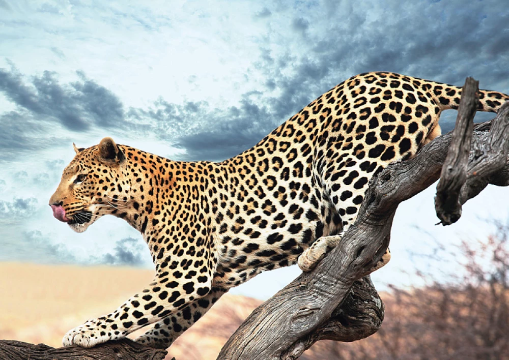 Пазл 2000 - Леопард в дикой природе