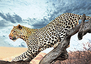 Пазл 2000 - Леопард в дикой природе