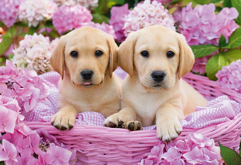 Puzzle 1500 - Puppies
