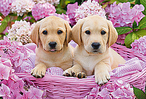 Puzzle 1500 - Puppies