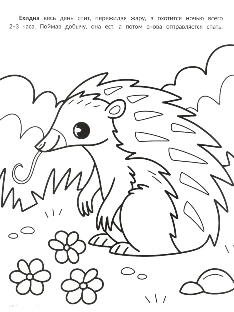 The Laziest: Coloring Book